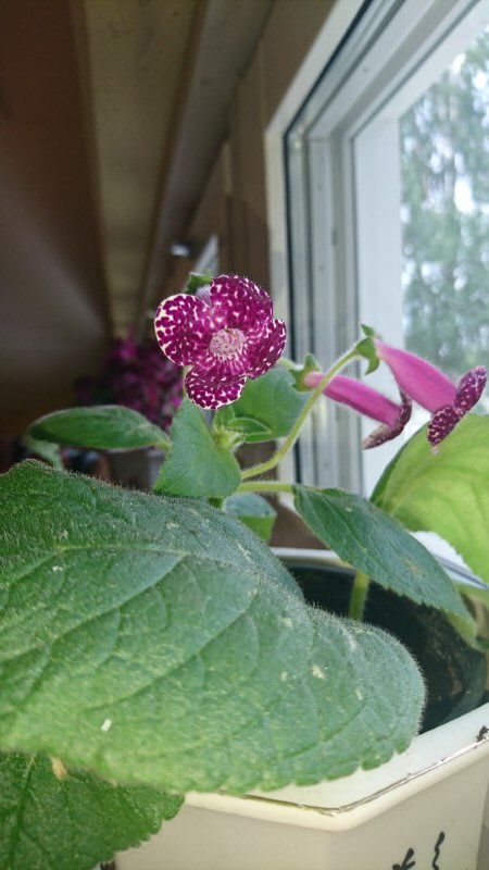 En fin blomma som stod i trapphusets fönster